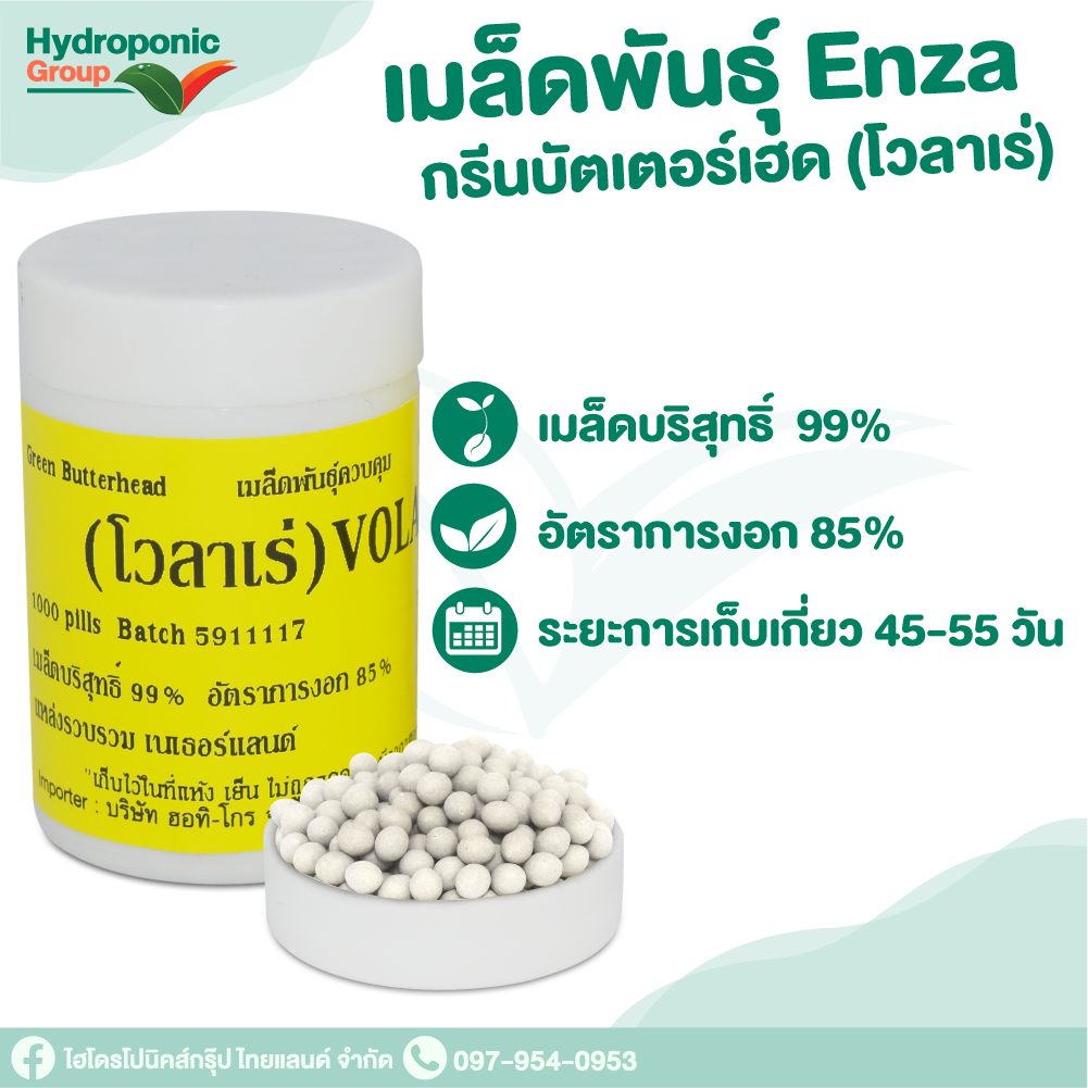 กรีนบัตเตอร์เฮด โวลาเร่ Green Butterhead Volare 1000เมล็ด เมล็ดผักสลัด