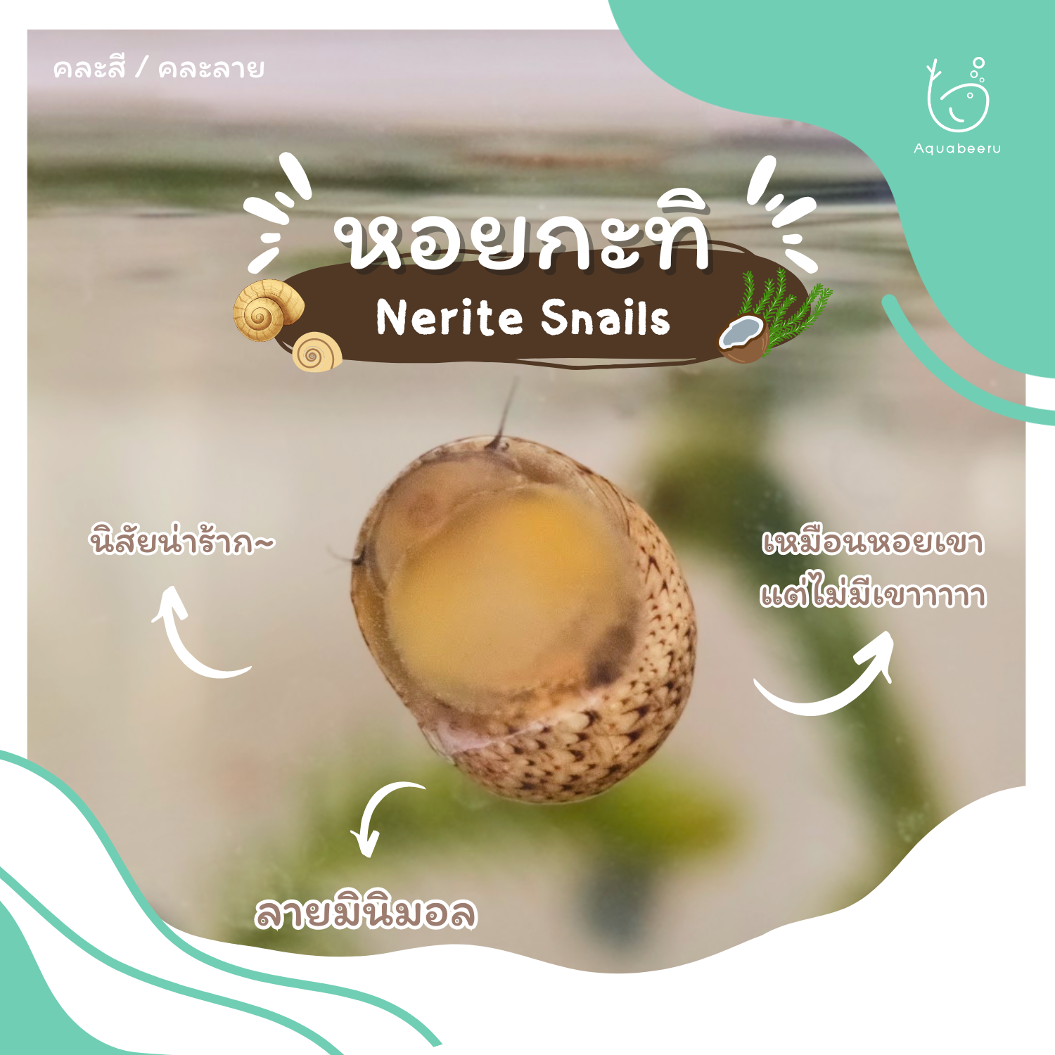 หอยกะทิ (Nerite Snails) LINE SHOPPING