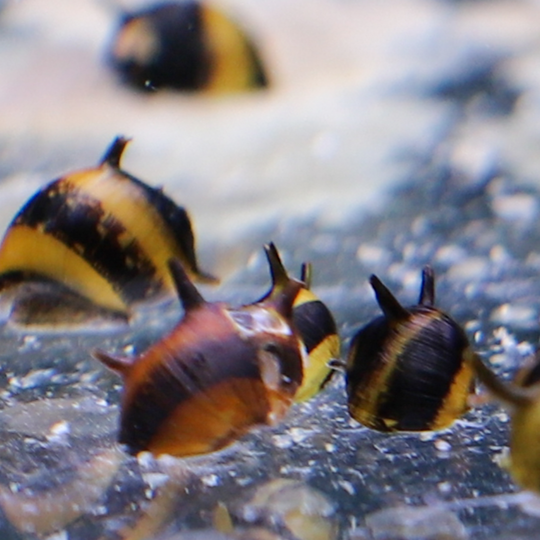 เซ็ตสุดฮิต หอยเขา (Nerite Snail) ขายเซทละ 3ตัว/5ตัว/12ตัว ไซส์ 1cm