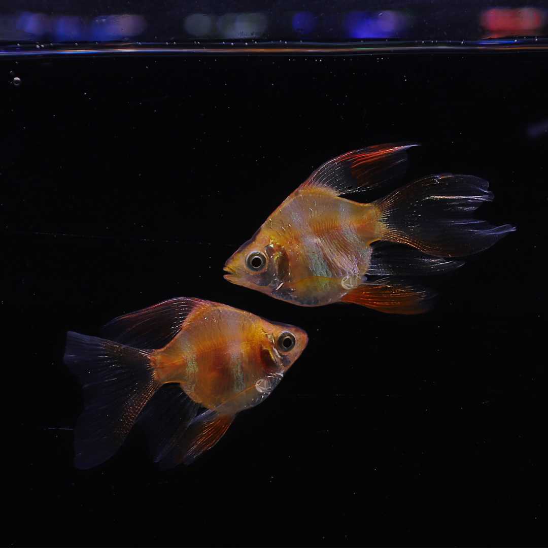 ปลาสุมาตราทองคำสั้นหางยาว (Albino Longfin Blushing Tiger Barb) ขายเซทละ