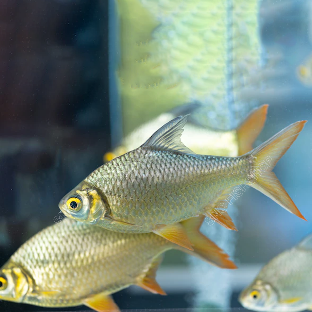 ปลาตะเพียนทองไทย (Tinfoil Barbs) ขายเซทละ 1ตัว/2ตัว มีให้เลือก 2 ไซส์ 6cm และ 15cm LINE SHOPPING