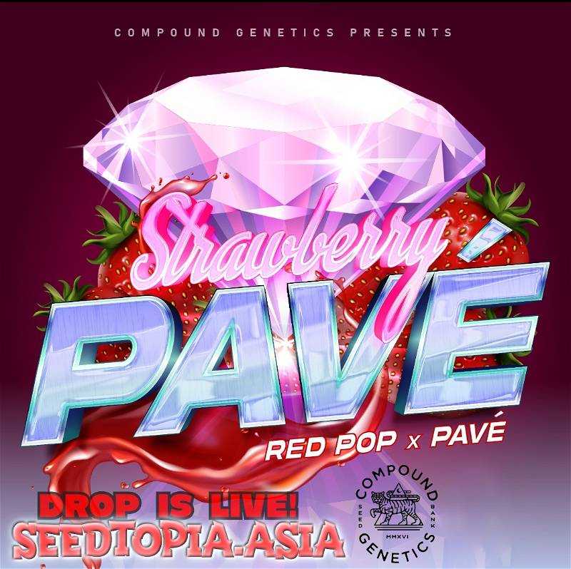 Strawberry Pavé Compound Feminized LINE SHOPPING