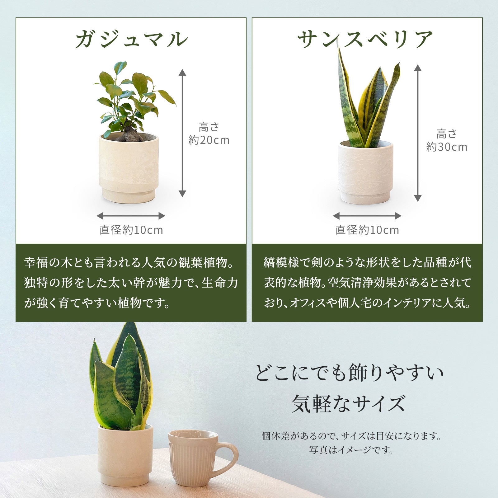サンスベリア っぽかっ 3寸 鉢入り 2個 セット
